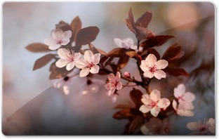 Fleurs de Prunus 2ï¢4 by JeÌroÌme BoivinM